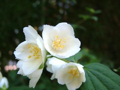 Philadelphus grandiflorus (flor de ángel)